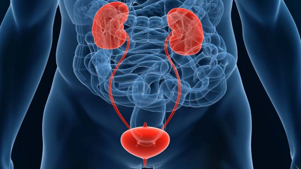 Urologia